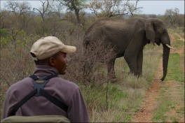 Elephant on bush walk 
