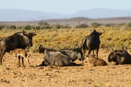 Inverdoorn wildebeest 