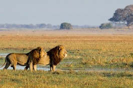 Kafue lions 