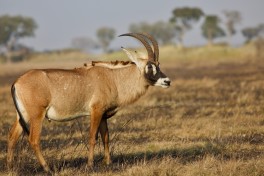 Roan antelope 