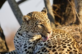 Kafue leopard 