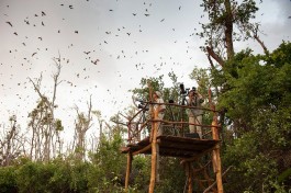 Kasanka bats 