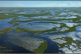 Wetlands 