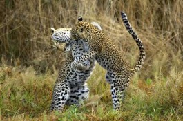 Kasanka leopards 