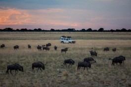 Liuwa migration 