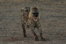 Liuwa hyena 