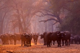 Buffalos 