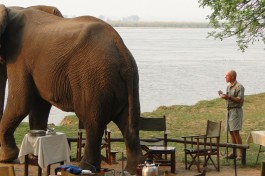 Elephant up close 