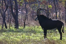 Sable 