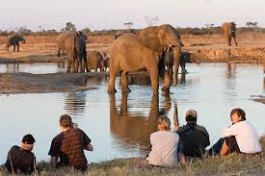 Watching elephants 