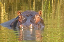 Kasanka hippo 