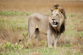 Liuwa lion 
