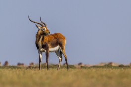 Lechwe on Bangweulu Plains 