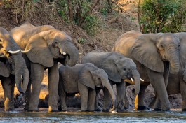 Lower Zambezi elephants 