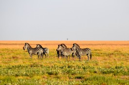 Liuwa zebras 