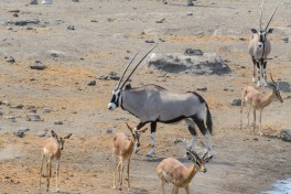 Buck at watering hole  by dconvertini