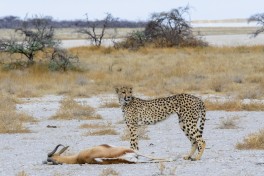 Cheetah and kill  by dconvertini