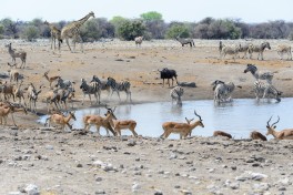 Game in Etosha  by dconvertini