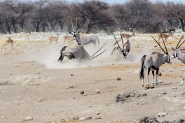 Antelopes  by dconvertini