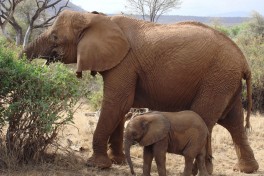 Samburu elephants  by Julian Mason
