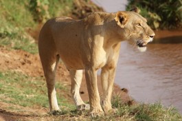 Samburu National Reserve lioness  by Julian Mason