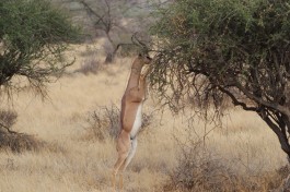 Gerenuk in Samburu  by Julian Mason