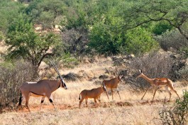 Antelopes  by Davida De La Harpe