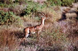 Gerenuk in Samburu  by Bernard Dupont