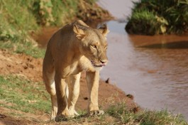 Samburu lioness  by Julian Mason