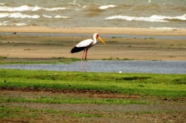 Stork at Jade Sea 