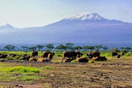 Amboseli National Park, overlooked by Mt Kilimanjaro  by Ray in Manila