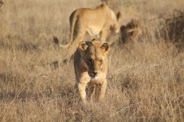 Tsavo lions  by Daryle Dickens