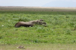 Wallowing elephant, Amboseli  by Regina Hart