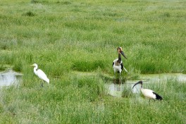 Great egret, juvenile saddle-billed stork, and sacred ibis, Amboseli  by Regina Hart