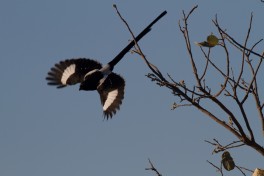 Bird in Savute  by Brian Gratwicke