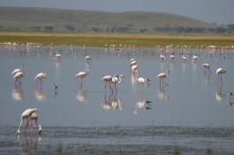 Flamingos in Amboseli National Park  by Paul Mannix
