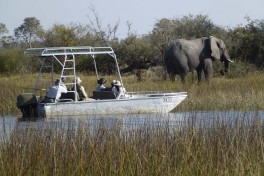 Elephant in Okavango Delta 