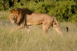 Lion at Camp Savuti 