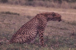 Cheetah, Tsavo East National Park  by Robin Hutton