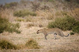 Cheetah at Camp Savuti 