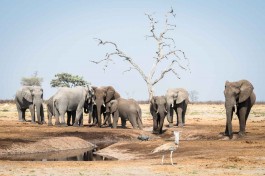 Elephant at Camp Savuti 
