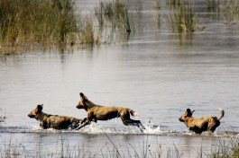 Wild dogs in Botswana 