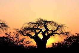 Camp Savuti Baobab  