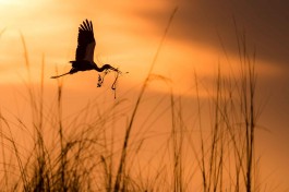 Birdlife in Xobega Island Camp 