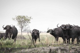 Buffalo in the Delta 