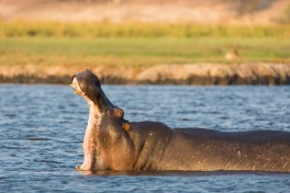 Wallowing hippo  by Bushways