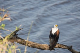 White-backed Vulture  by Bushways