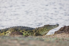 Crocodile  by Bushways