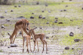 Springbok in  Chobe  by Bushways