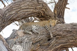 Leopard in Chobe  by Bushways